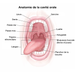 LA BOUCHE
